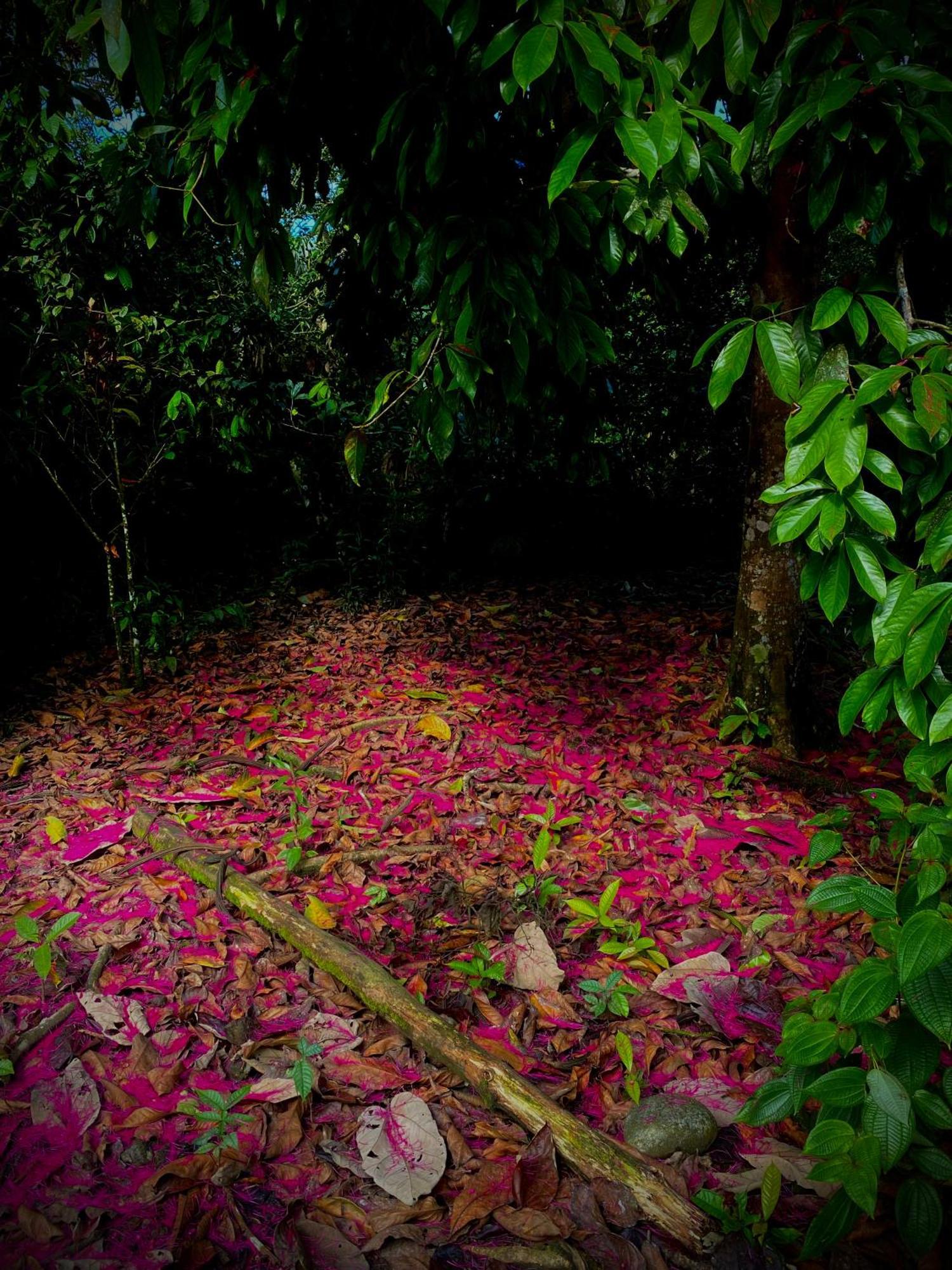 Villa Casa En Santuario Natural En La Amazonia à Veracruz  Extérieur photo